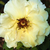 Sárga - Virágágyi floribunda rózsa - Tibet-Rose